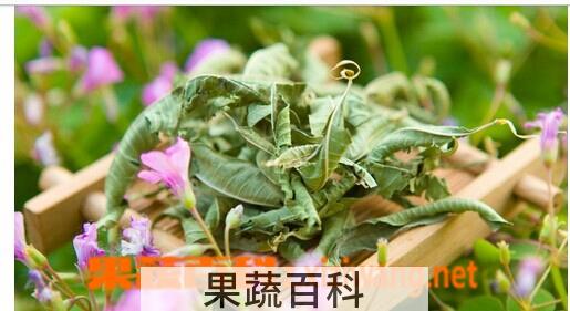 果蔬百科马鞭草