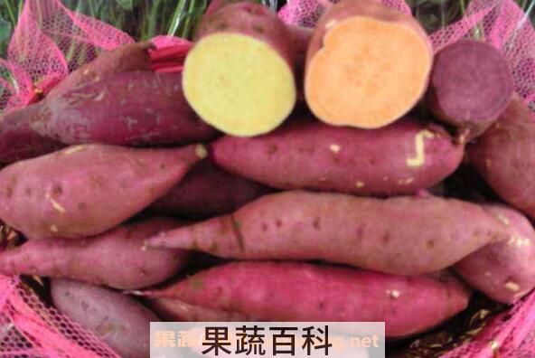 番薯根的功效与作用