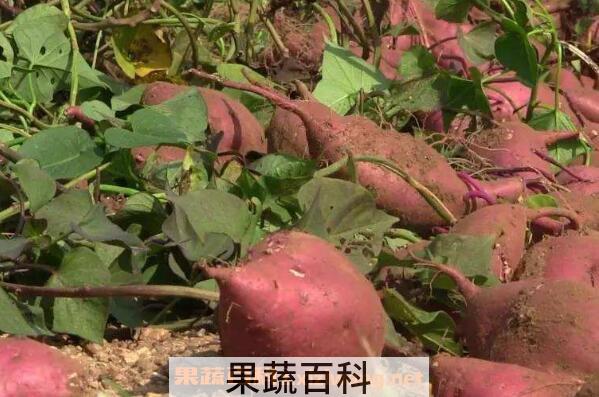 番薯根的功效与作用