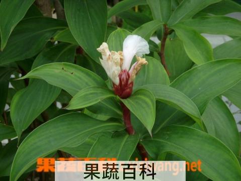 果蔬百科闭鞘姜