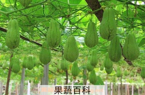 佛手瓜