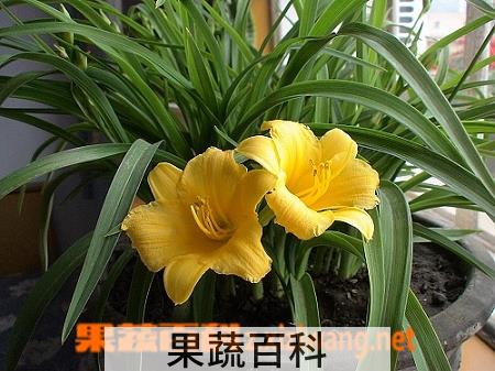 果蔬百科风毛菊