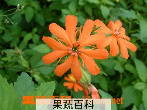 果蔬百科剪秋萝
