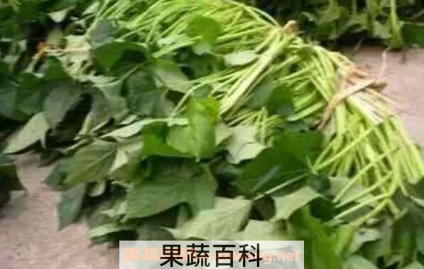 吃地瓜藤的功效与作用