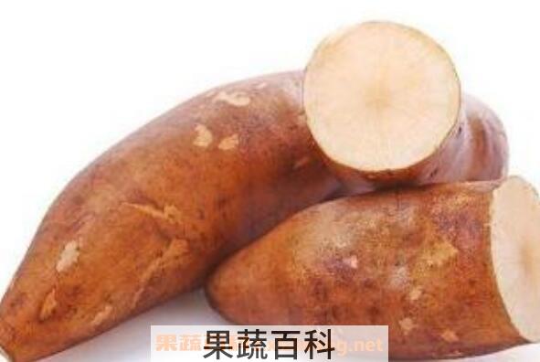 雪莲果什么人不能吃 女生吃雪莲果的坏处