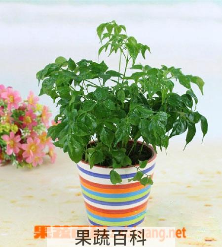 果蔬百科幸福树