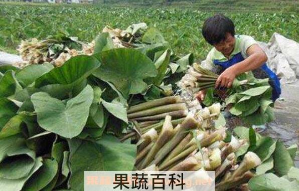 芋荷梗的功效与作用 芋荷梗孕妇可以吃吗