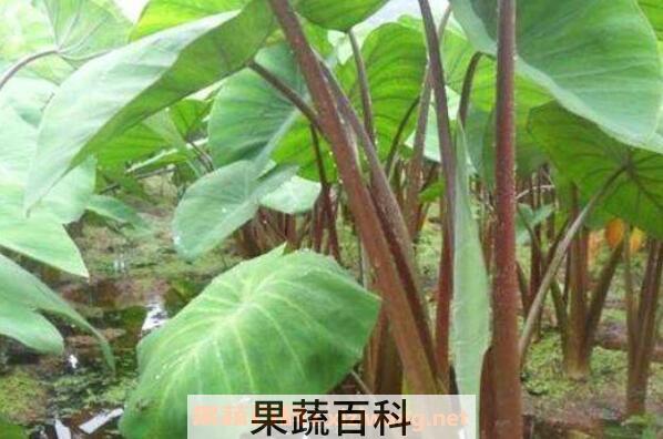 芋荷梗的功效与作用 芋荷梗孕妇可以吃吗