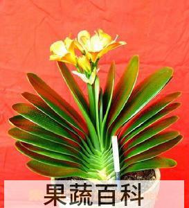 果蔬百科君子兰