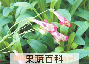 果蔬百科钓钟柳