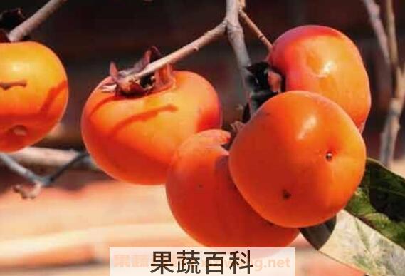 怎样让柿子不涩又脆 生柿子怎么泡又脆又甜