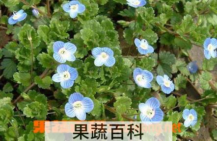 果蔬百科阿拉伯婆婆纳