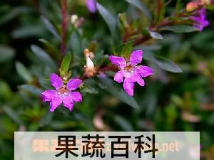 果蔬百科萼距花