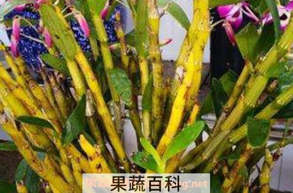 紫皮石斛和铁皮石斛的区别