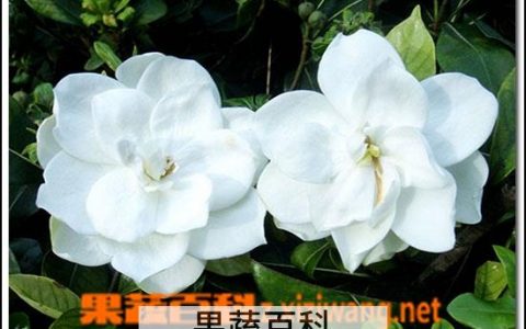 中药华北珍珠梅功效作用 华北珍珠梅药用价值