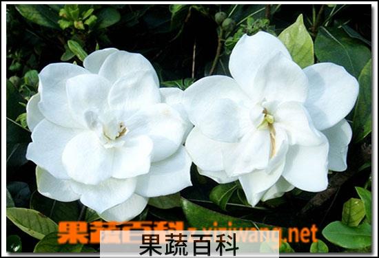 果蔬百科华北珍珠梅