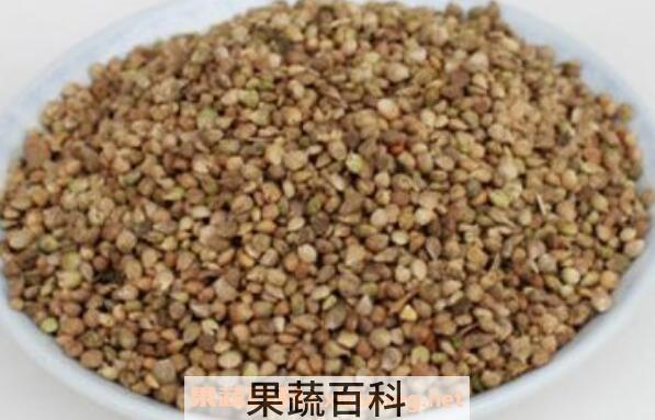 菠菜籽粉的功效与作用