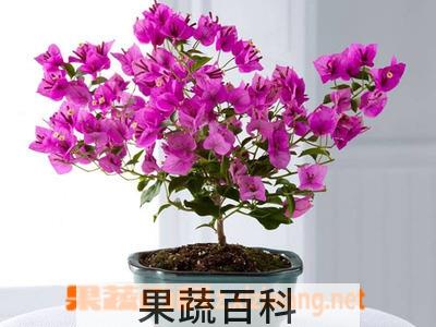 果蔬百科多叶羽扇豆