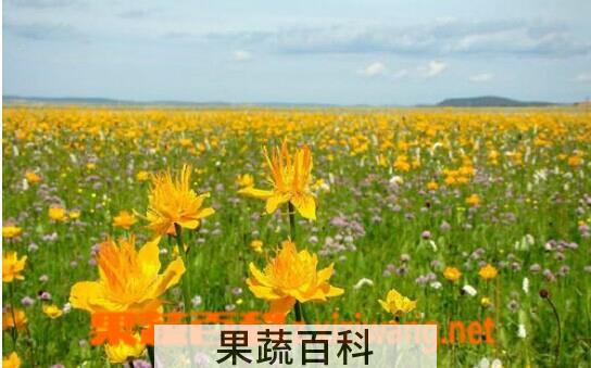 果蔬百科金莲花