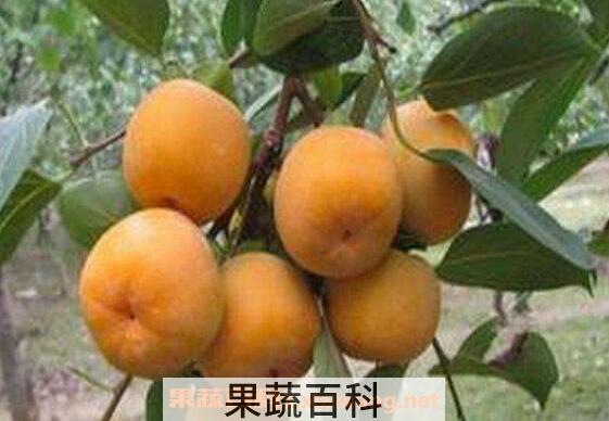 柿子怎么催熟 柿子催熟方法技巧 