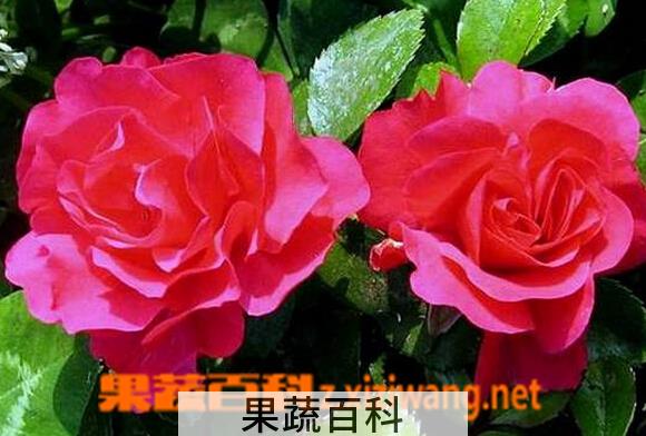 果蔬百科玫瑰和月季的区别