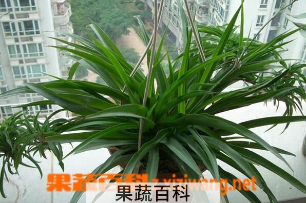 果蔬百科吊兰叶子发黄