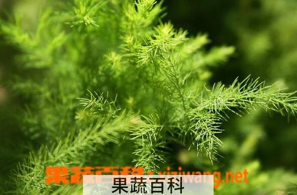 果蔬百科文竹叶子发黄怎么办