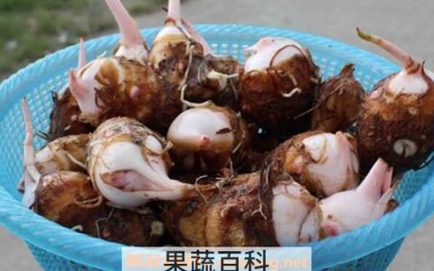 芋头芽能吃吗? 芋头芽能吃吗 芋头芽怎么做好吃呢