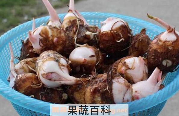 芋头芽能吃吗 芋头芽怎么做好吃