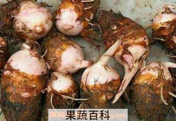 芋头芽能吃吗 芋头芽怎么做好吃