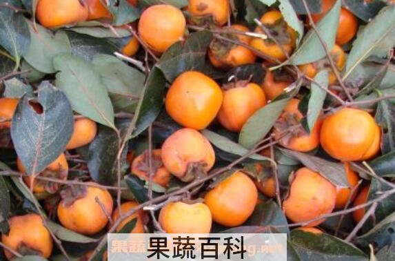 柿子怎么去涩 柿子怎么快速去涩 柿子去涩最快的方法