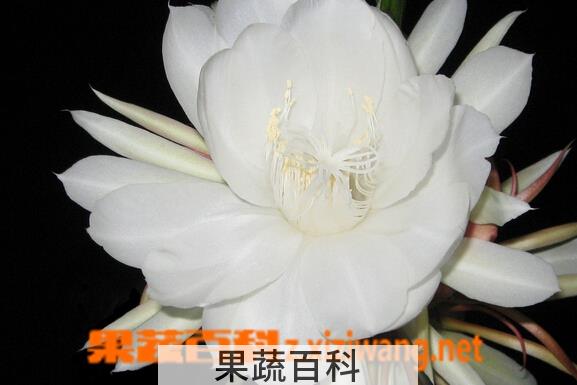 果蔬百科昙花的养殖方法