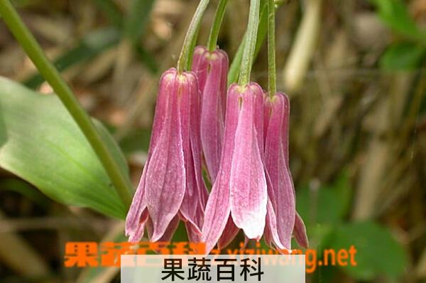果蔬百科长蕊万寿竹