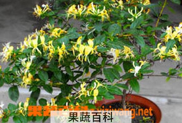 果蔬百科盆栽金银花