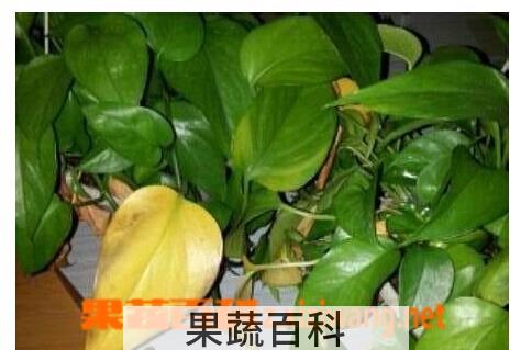 果蔬百科绿萝叶子发黄