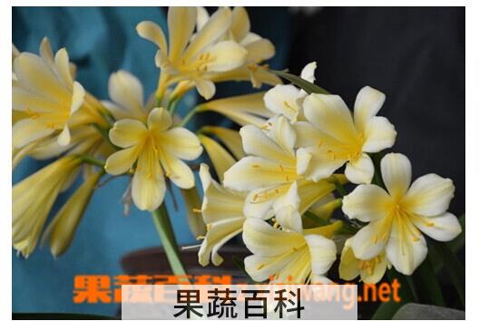 果蔬百科君子兰叶子发黄