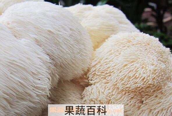 鲜猴头菇怎么处理不苦 新鲜猴头菇怎么去苦味