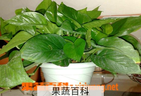 果蔬百科绿萝
