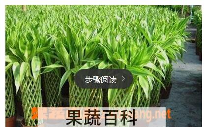 果蔬百科富贵竹