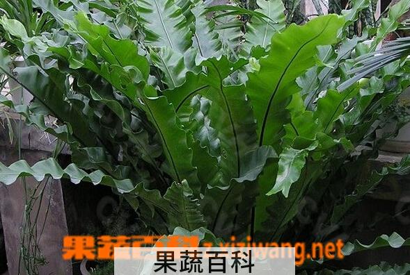 果蔬百科巢蕨