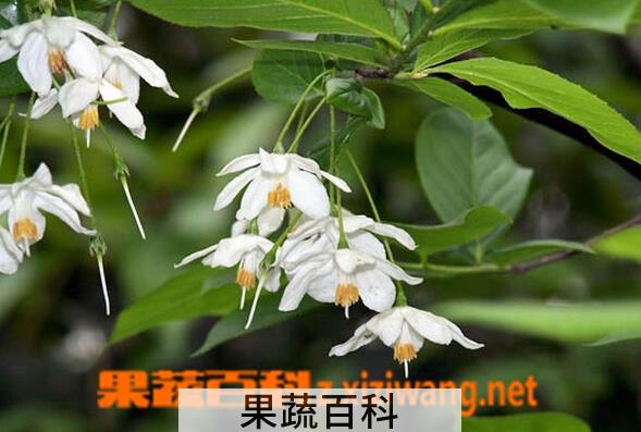 果蔬百科秤锤树