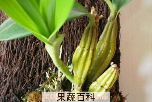  鼓槌石斛的功效与作用