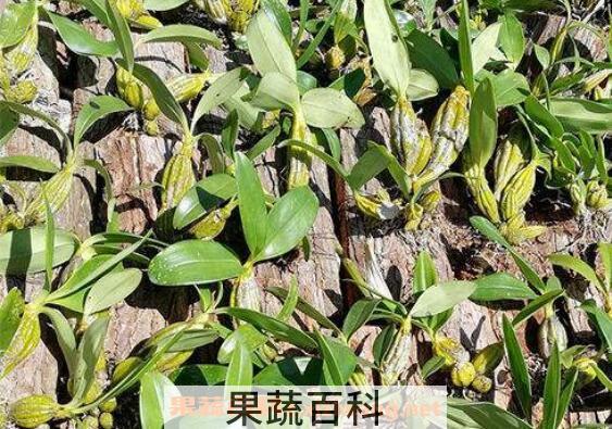  鼓槌石斛的功效与作用