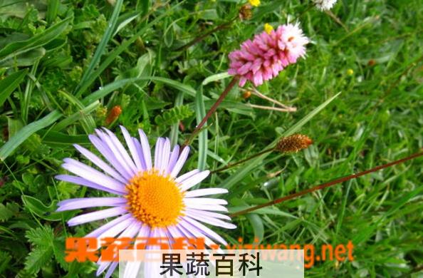 果蔬百科昌都地点梅