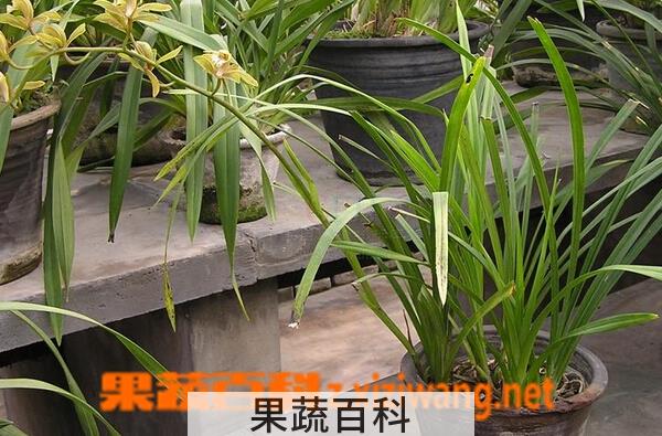 果蔬百科长叶兰