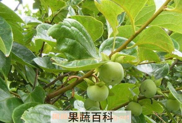 柿子叶泡水喝的副作用