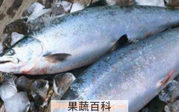 如何挑选三文鱼 选购三文鱼的方法技巧