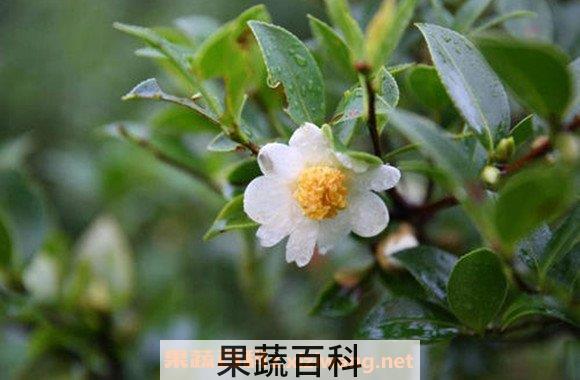 苦茶油