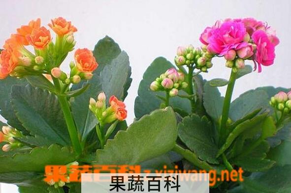 果蔬百科长寿花