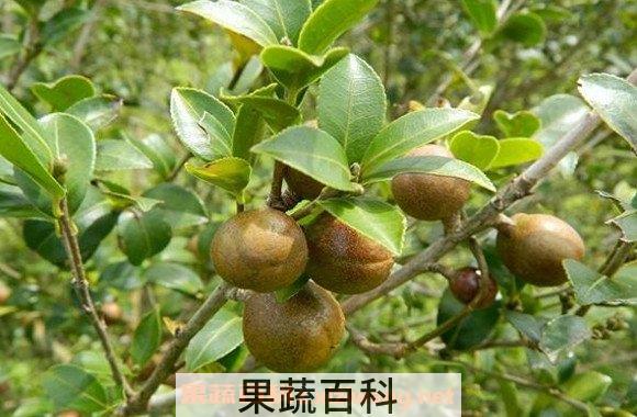 茶油